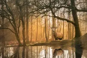 Deer stag at the edge of a lake in a woodland landscape
