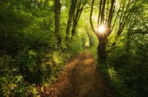 path through a woodland landscape