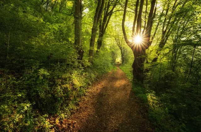 path through a woodland landscape